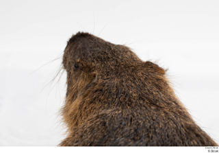 Nutria head 0009.jpg